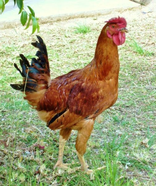 chichiu chichiu